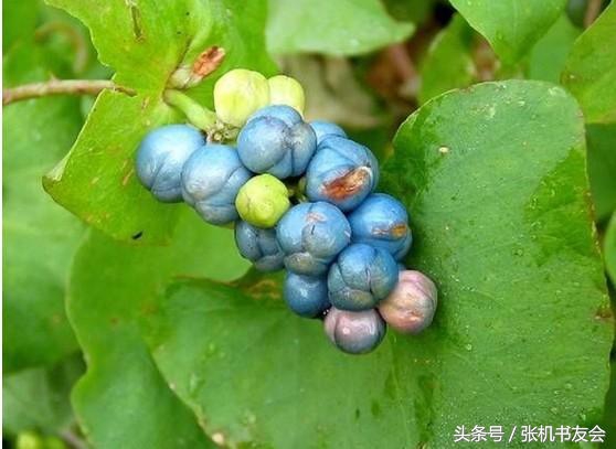 中药药材浪漫的名字,蕴含极致浪漫的中药名字