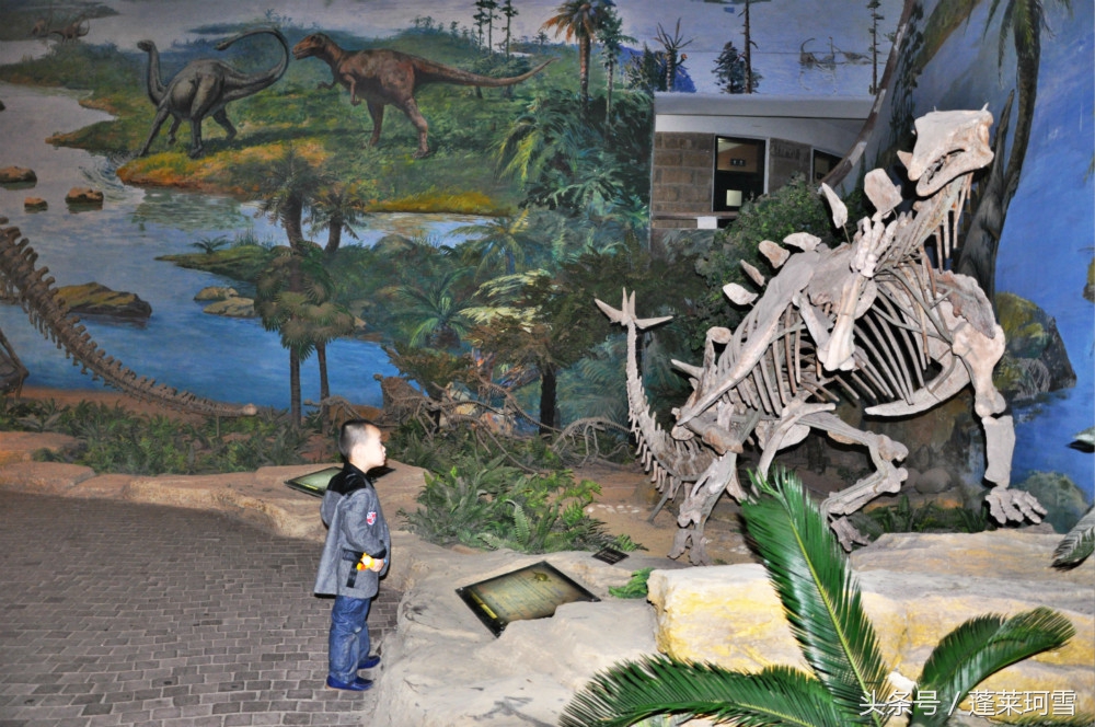 自贡恐龙博物馆展示是真恐龙吗,自贡恐龙博物馆可以现场购票吗