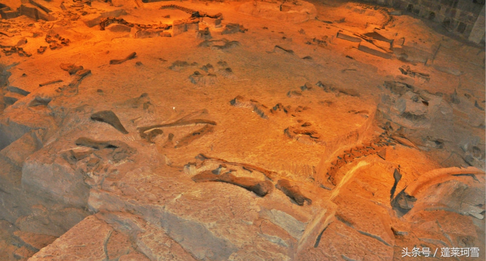 自贡恐龙博物馆展示是真恐龙吗,自贡恐龙博物馆可以现场购票吗
