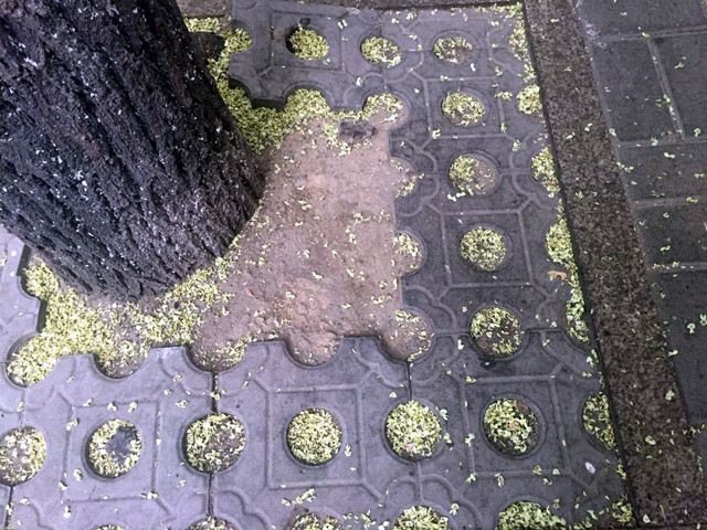 济南现在最“香”的一条街,在东部老城区,花香满地