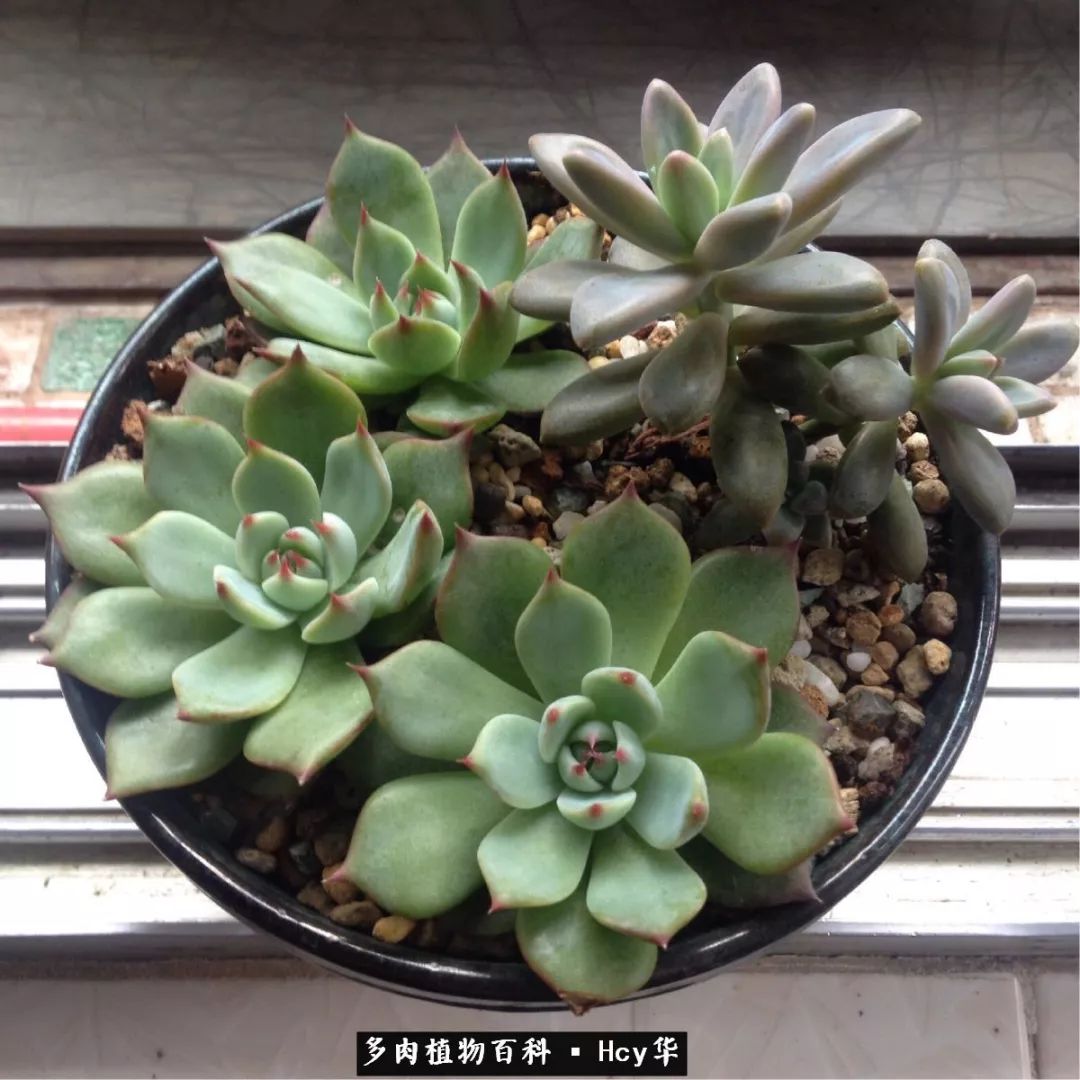 吉娃娃多肉高清图片,吉娃娃图片多肉