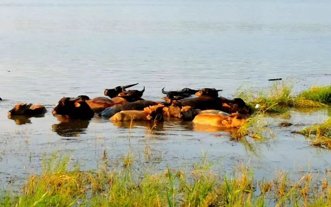 一脚踏进蛮荒地：这里有牛阵，鹭群，巴水河，长草滩