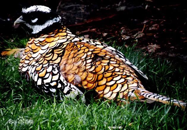 吃了四只鸡被判刑,吃了一只鸡被判五年