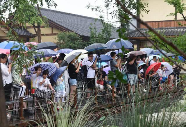 绵绵细雨中的乡村音乐会,绵绵细雨中