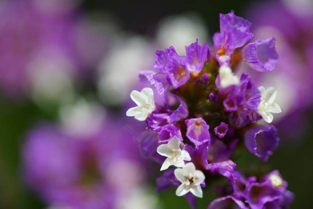 勿忘我花束制作方法超简单,自制勿忘我花束包装教程