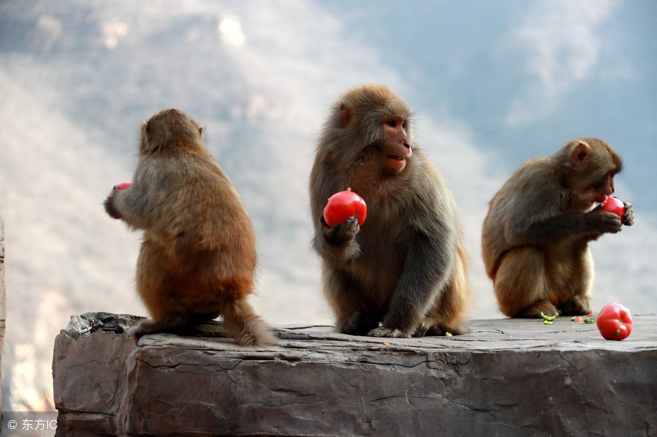 生肖猴2023年每月运势详解,生肖猴2022运势八月份