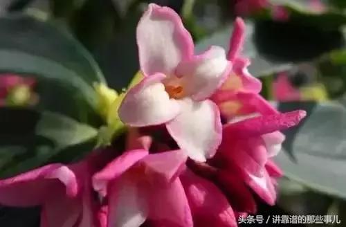 美极了樱花盛开图片,中国各市的市花大全
