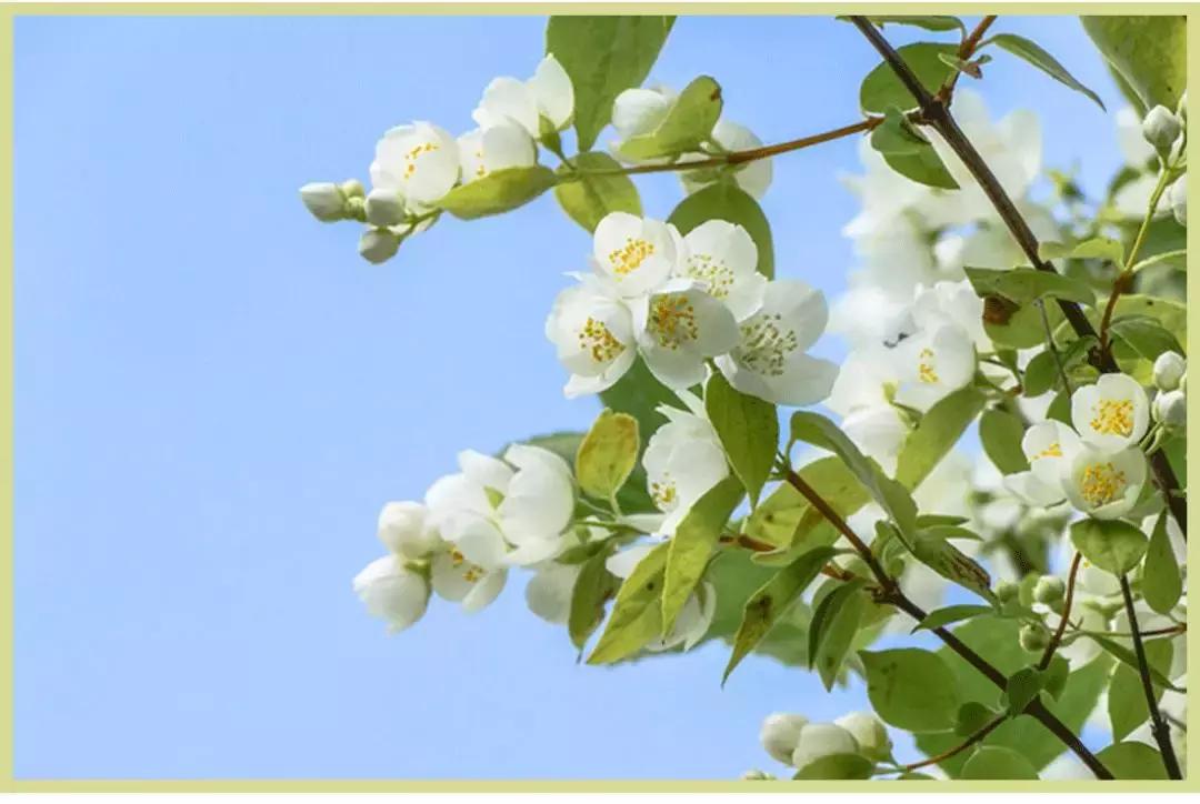 tomford椰子香水,tomford木质香水和祖玛珑木质香