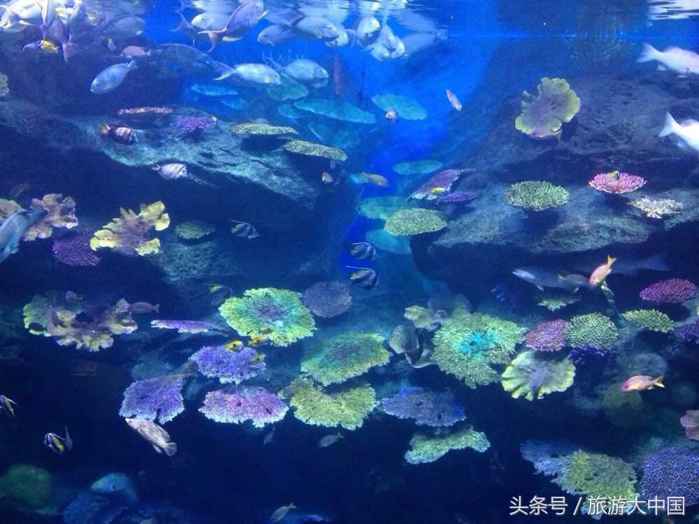 泰国普吉岛十大潜水景点介绍,泰国普吉十大潜水景点排名第一名