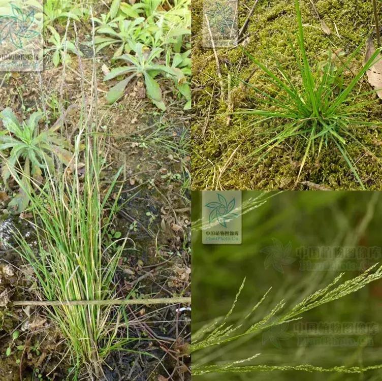 怎样辨别小麦田禾本科杂草,水稻杂草幼苗怎么鉴别