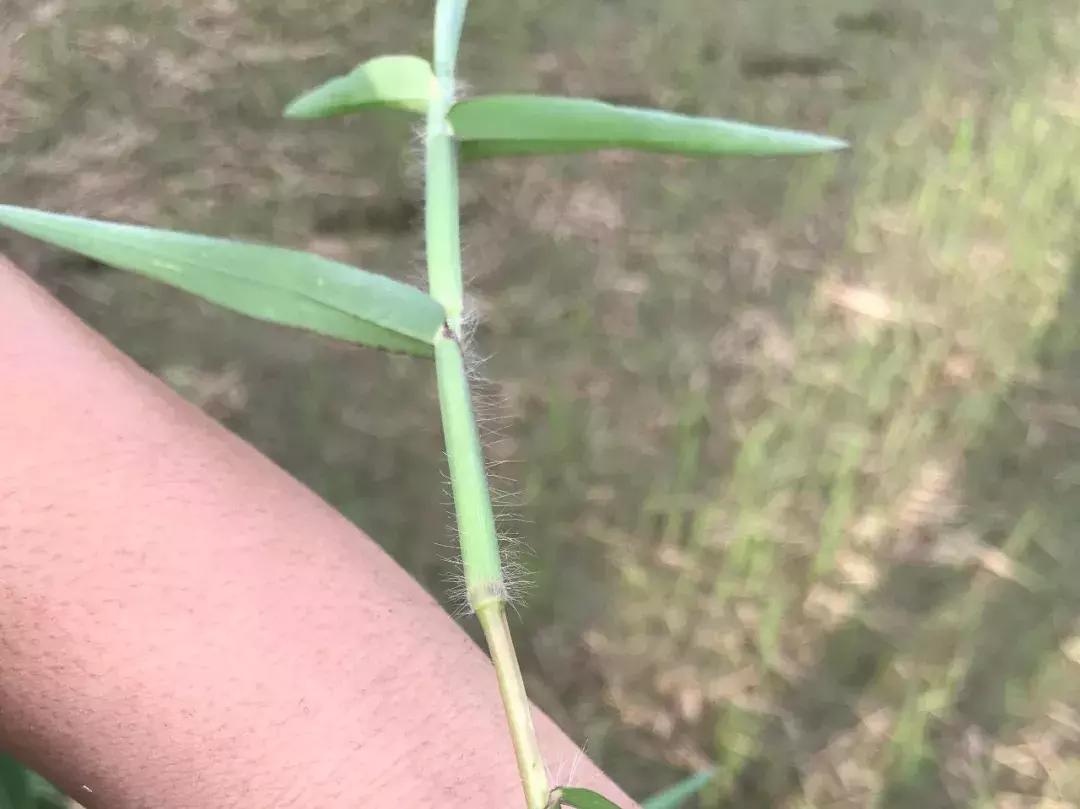 怎样辨别小麦田禾本科杂草,水稻杂草幼苗怎么鉴别