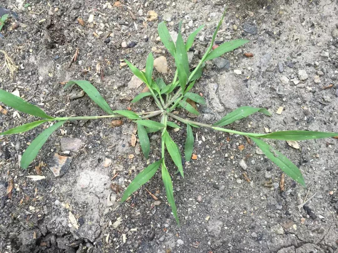 怎样辨别小麦田禾本科杂草,水稻杂草幼苗怎么鉴别