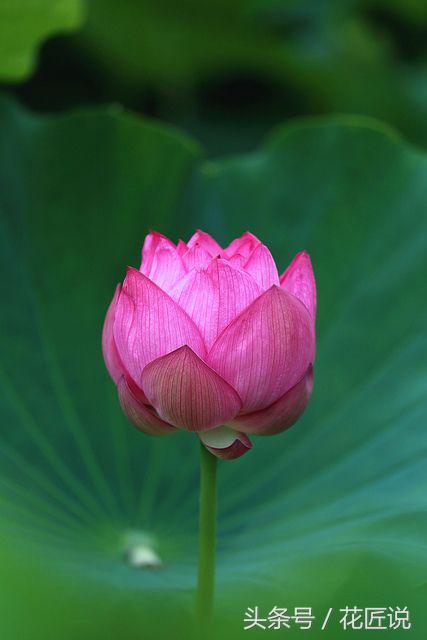 夏水生好物：卧听蝉鸣，暮赏荷花与睡莲