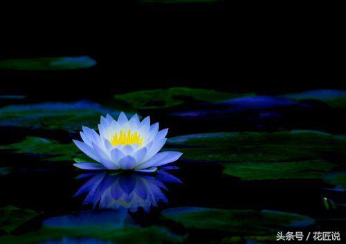 夏水生好物：卧听蝉鸣，暮赏荷花与睡莲