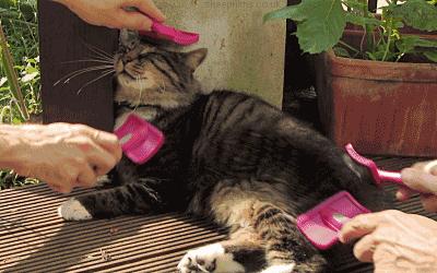 新手养猫需要注意这3点,新手养猫要注意的事项