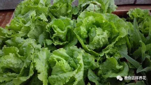 如何对付养花中的小黑飞,花盆的小黑飞可用酒精喷吗