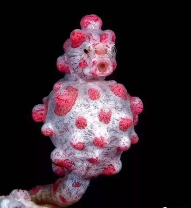 海马有多少种,海马哪种种类比较好