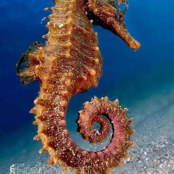 海马有多少种,海马哪种种类比较好