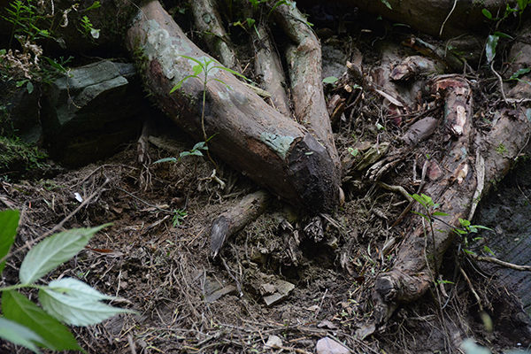一级珍稀濒危野生植物红豆杉,中国红豆杉世界珍稀濒危物种