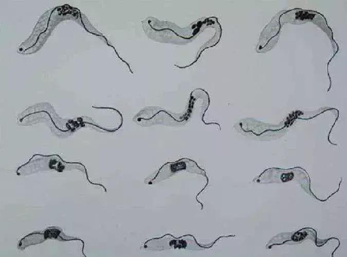 前方高能慎入丨这虫子被咬或染“新型艾滋病”,危险！