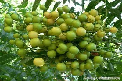 鎶よ偆鍝佺敤鐨勪腑鑽夎嵂閮芥湁鍝簺,鐪熸鐨勪腑鑽夎嵂鐨勬姢鑲ゅ搧