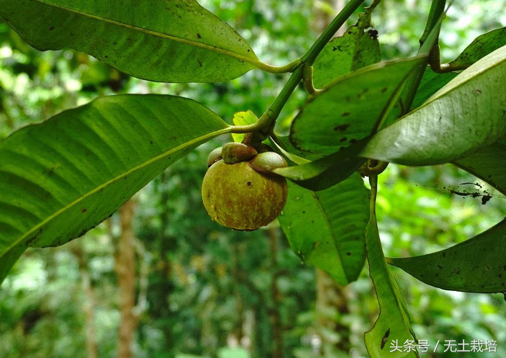 榴莲是水果之王好多人喜欢吃,榴莲堪称水果皇后一点也不假