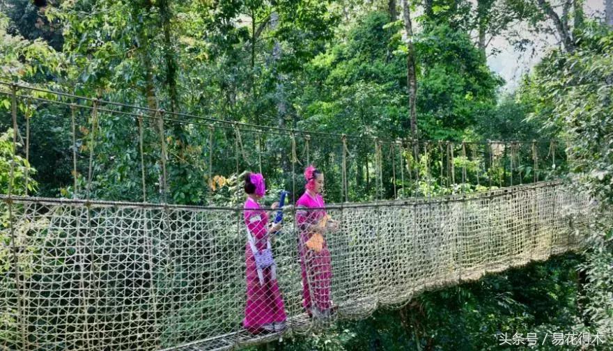 濒临灭绝的珍稀植物,世界珍稀濒危植物三大旗舰种