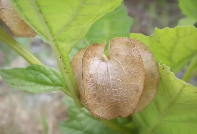 用黑凉粉做龟苓膏的教程,龟苓膏粉和冰粉粉的做法一样吗