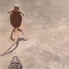 格子军团淘汰英格兰,英格兰vs克罗地亚上半场有进球吗