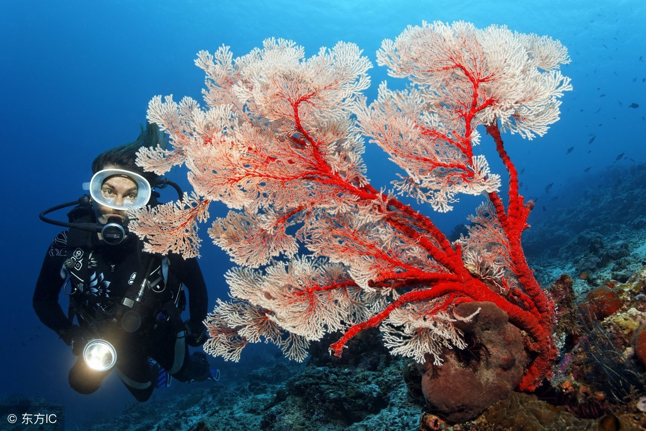 一生必去的浮潜胜地,世界十大浮潜胜地