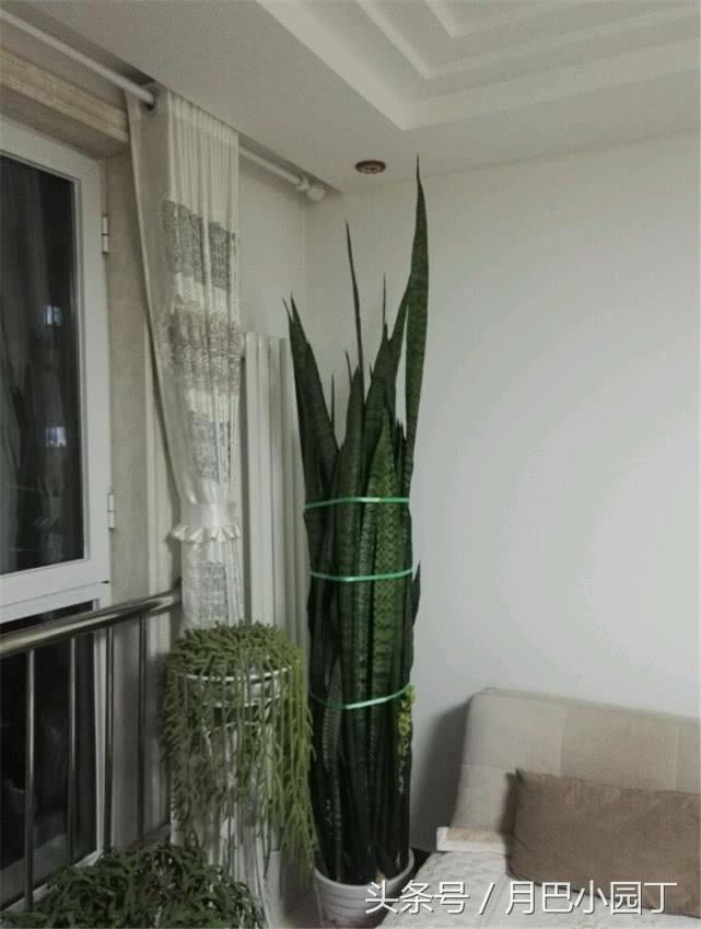 虎皮兰长得太高容易倒怎么办,虎皮兰长得高长得密怎么办