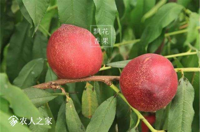 悠果观点：该向凤凰佳园学习什么？