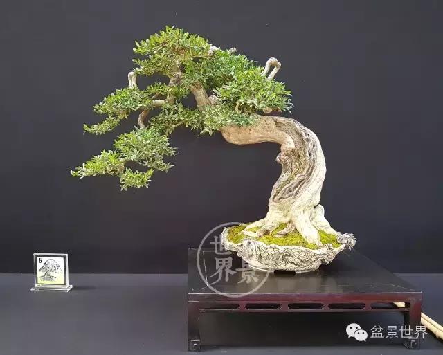 盆景是中国的名片看看浪漫的法国人怎样玩盆景