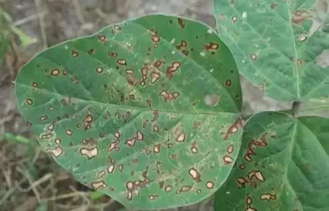 绿豆怎样防治红蜘蛛,绿豆灰霉病防治措施有哪些