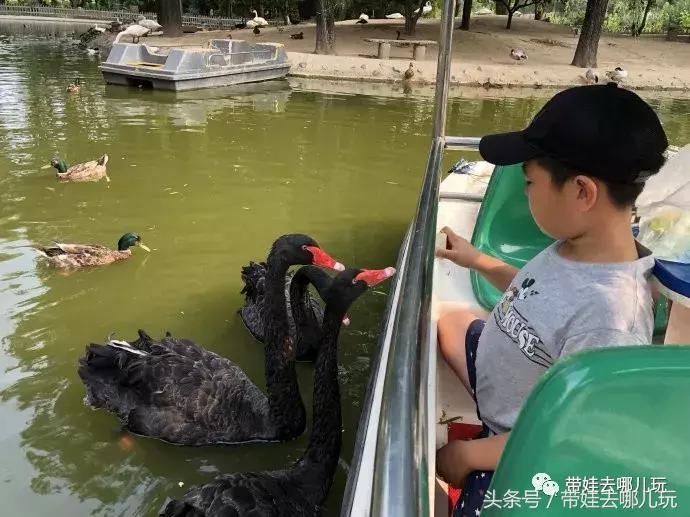 长隆野生动物园一日游简单攻略,长隆野生动物园两天一晚游玩攻略