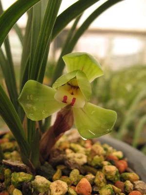 春兰大富贵价格,春兰大富贵艺