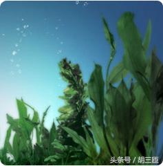 酵母水平价,平价二裂酵母精华水