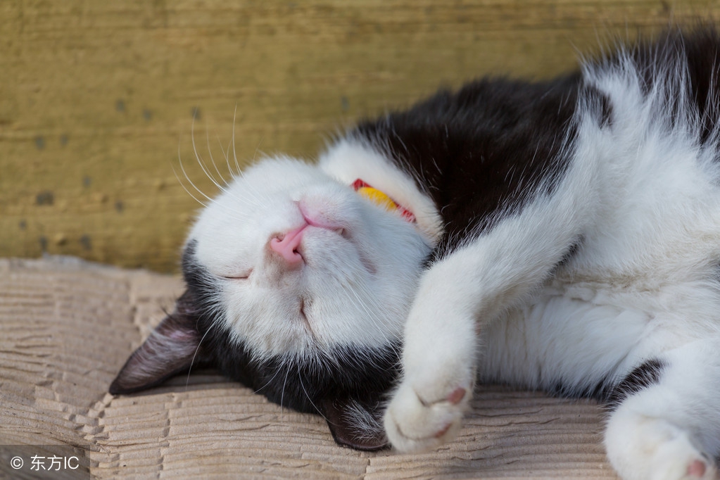 珠海最好的一日三餐,去珠海一日三餐