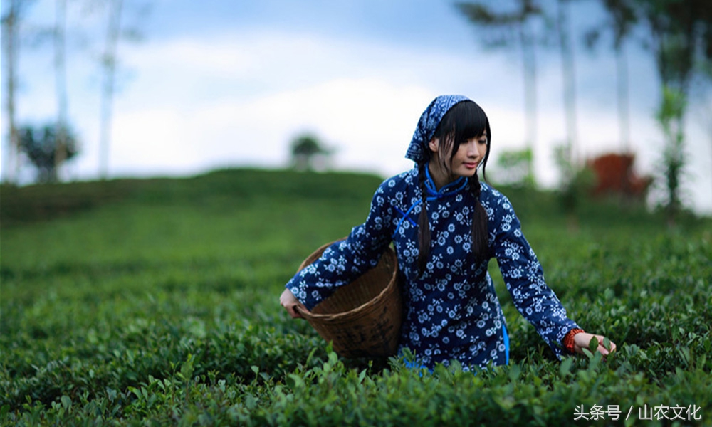 安溪西坪核心产区红心铁观音,安溪铁观音茶叶最好的产区