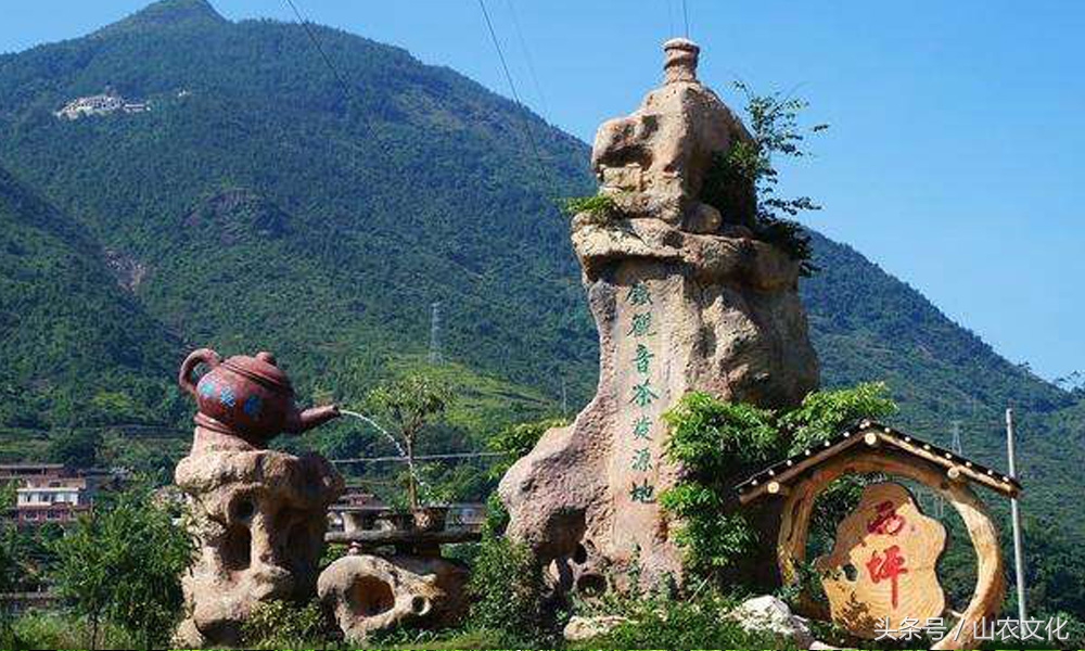 安溪西坪核心产区红心铁观音,安溪铁观音茶叶最好的产区