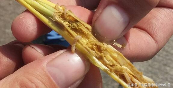 中药材种植主要病虫害有哪些,中药材种植怎样防治地下害虫