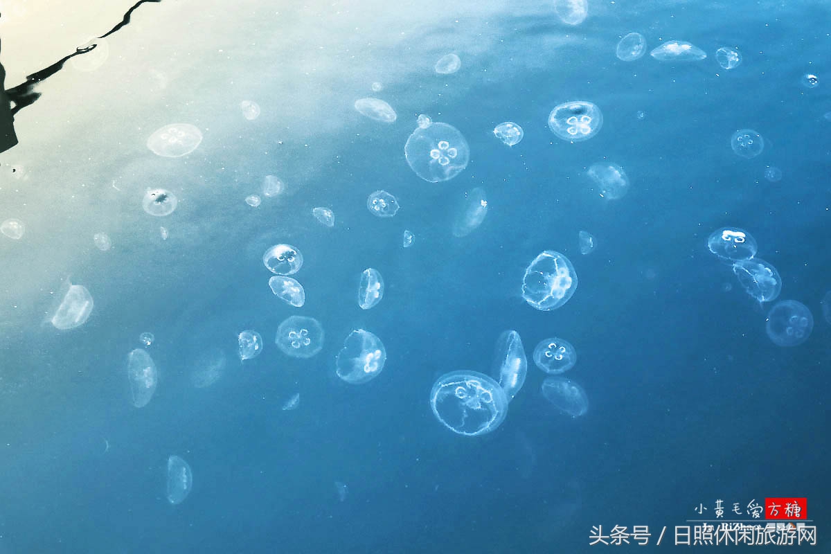 日照浴场海鲜攻略,日照海滨浴场旅游攻略