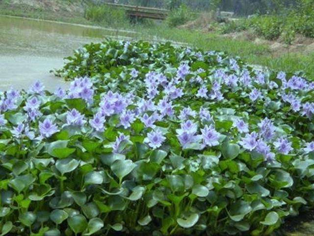 水葫芦外来物种入侵案例,水葫芦如何在室内养