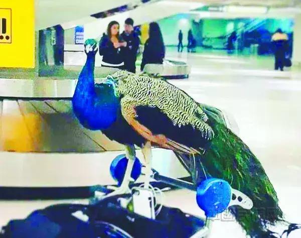 把宠物宠“上天”如何才能方便又安全