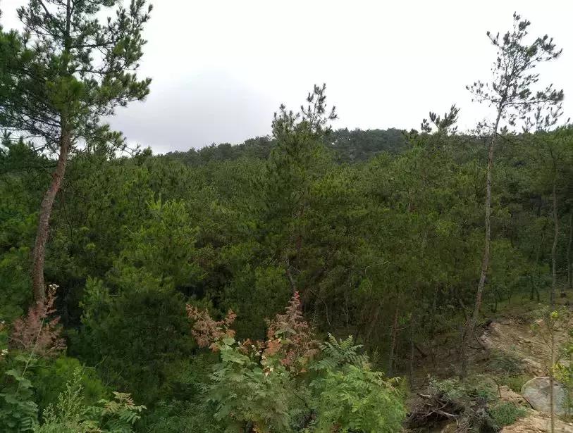 登飞虎山看桂桥花海「蔡金权」