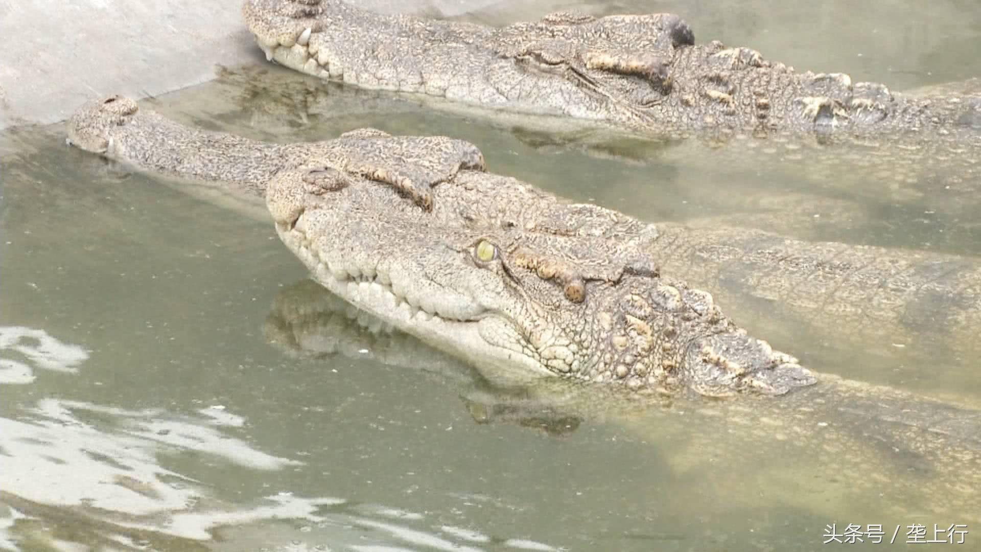 与鳄共舞纪录片,与鳄共舞的视频
