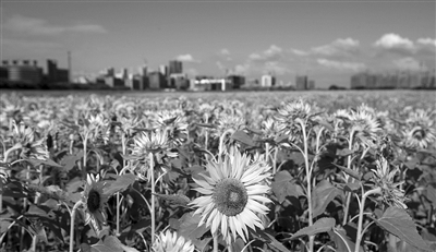 90个足球场有多大,杭州70亩向日葵在哪里