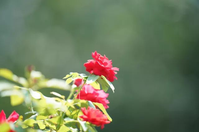 索尼sel24105镜头评测,长焦大炮镜头性价比推荐