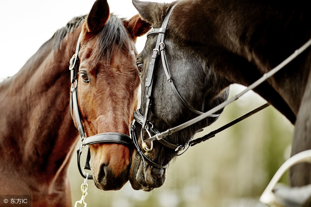 生肖马农历7月22日出生的人运势,属马2022农历七月运势如何看吉凶