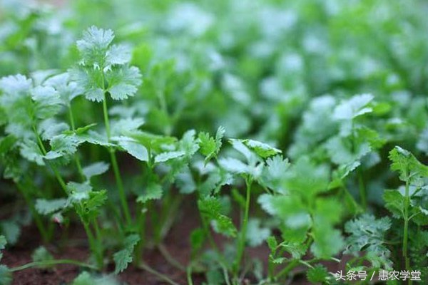 香菜的病虫害及防治方法,香菜病虫害图谱与防治方法